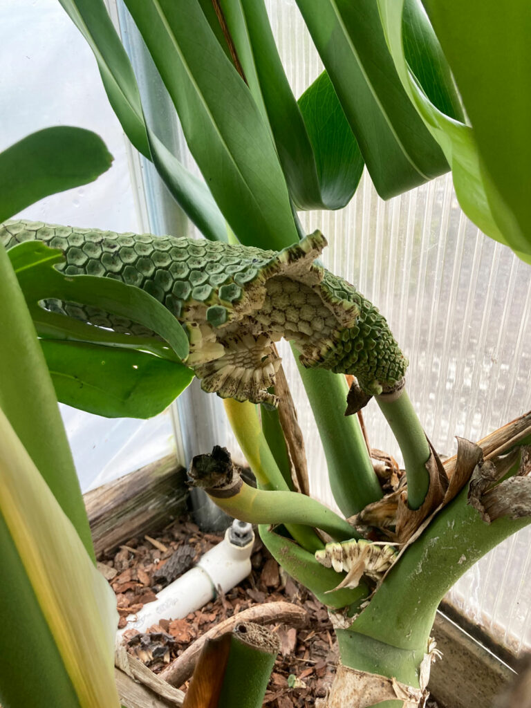 monstera-fruit-edible-eat