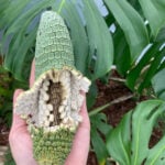 Monstera Deliciosa Fruit: 5 Things to Know About Eating It monstera-fruit-edible-eat