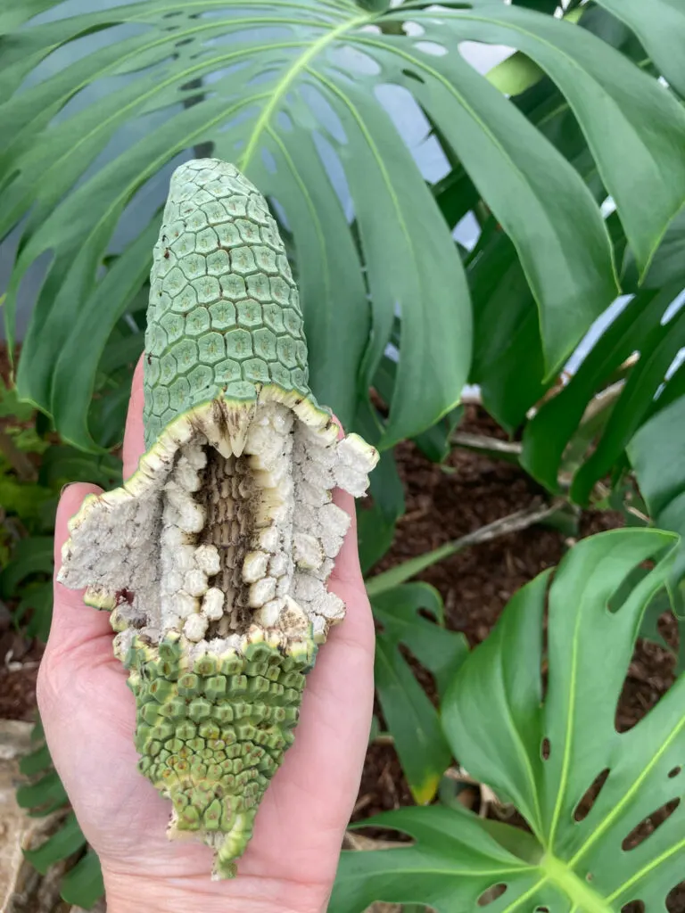 monstera-fruit-edible-eat