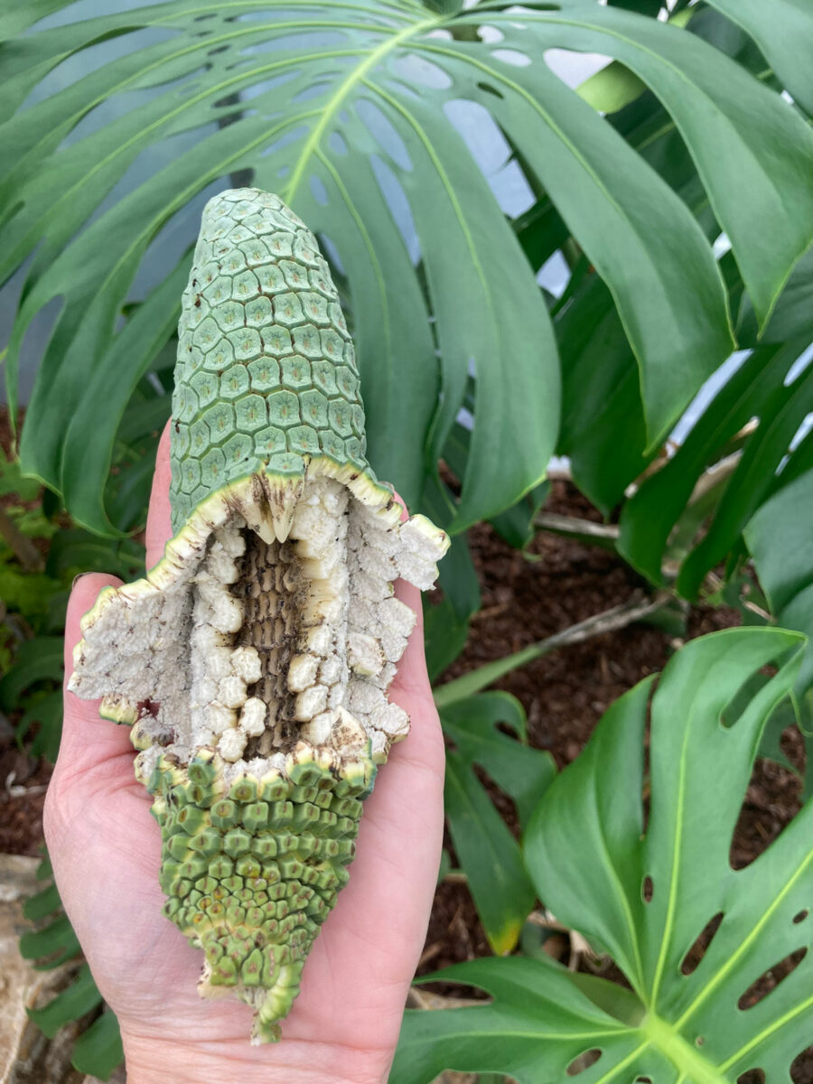 Monstera Deliciosa Fruit 5 Things to Know About Eating It
