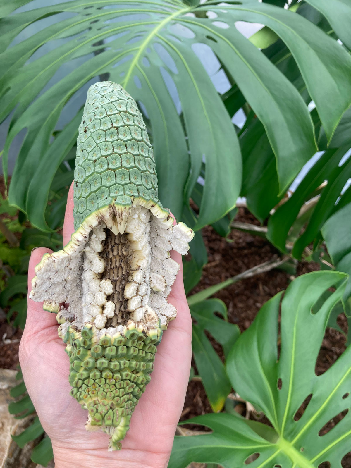 Monstera Deliciosa Fruit: 5 Things to Know About Eating It