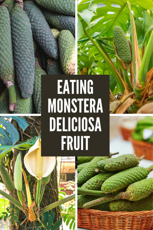 Monstera Deliciosa Fruit 5 Things to Know About Eating It