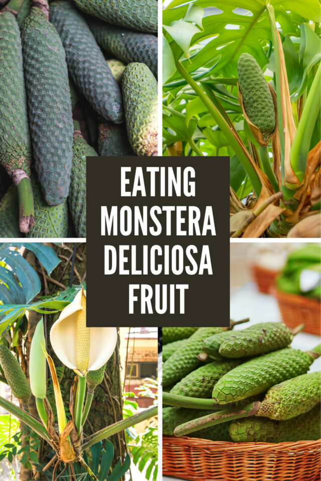 Monstera Deliciosa Fruit 5 Things To Know About Eating It