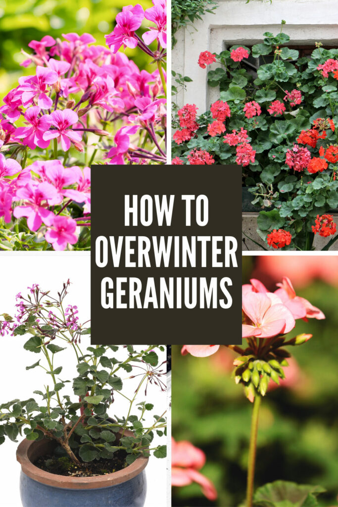 overwintering-geraniums