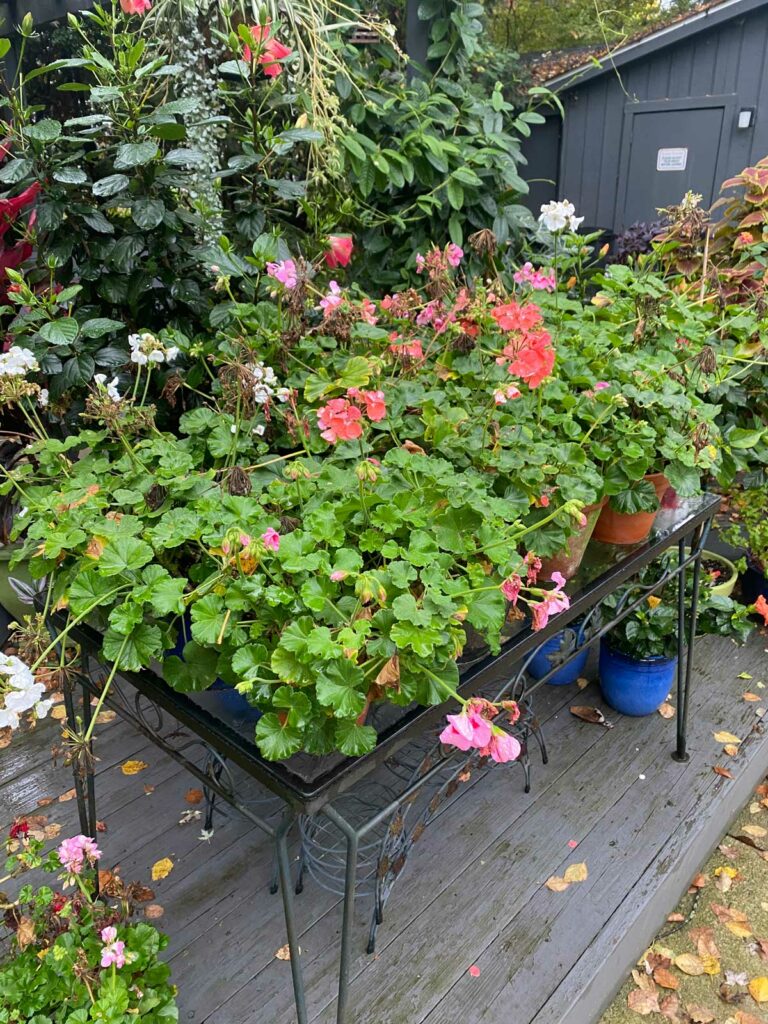 overwintering-geraniums