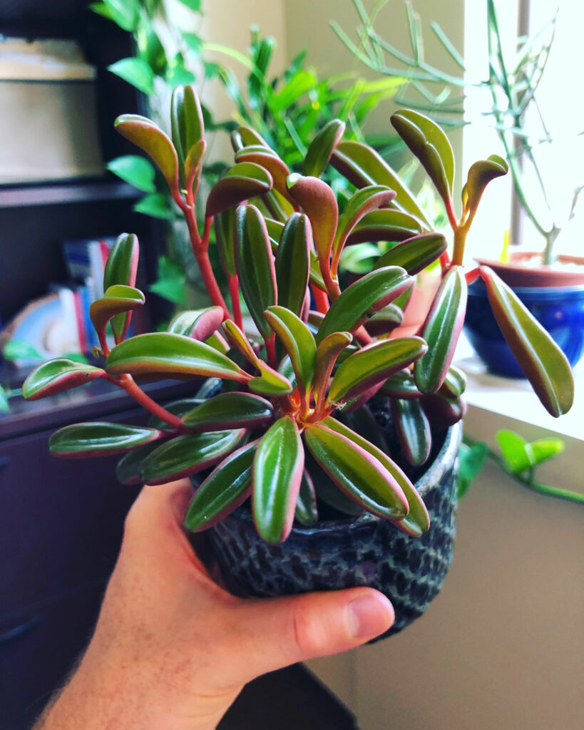 peperomia-graveolens