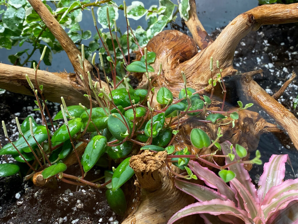 peperomia-perciliata