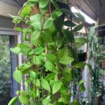 10 Easy to Grow Peperomia For Your Collection (w/ Photos) peperomia-puteolata-easy-peperomia