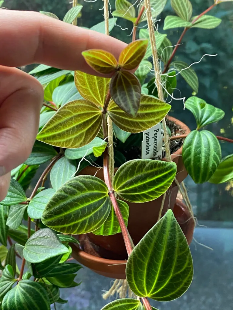 peperomia-puteolata-easy-peperomia