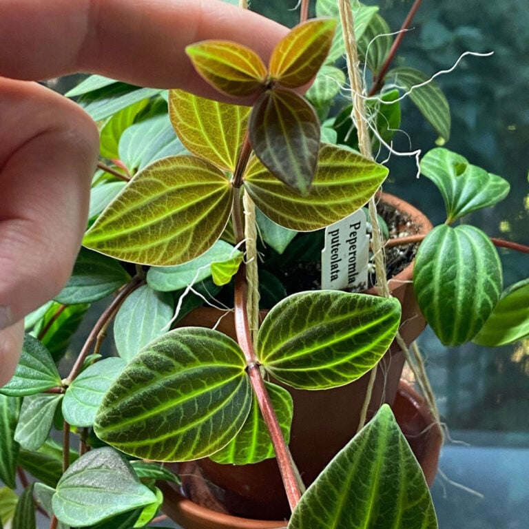 10 Easy to Grow Peperomia For Your Collection (w/ Photos)