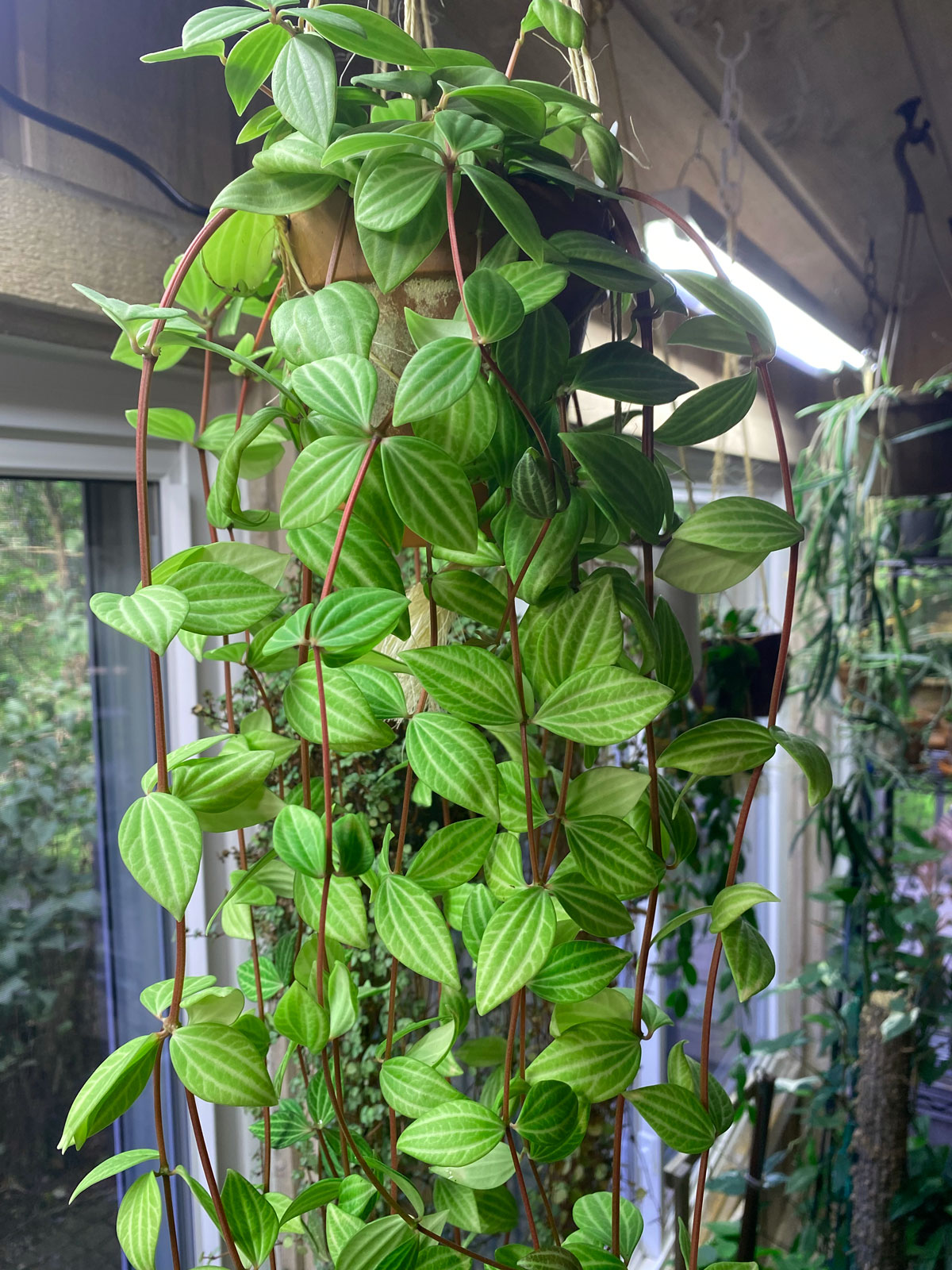 peperomia-puteolata-easy-peperomia