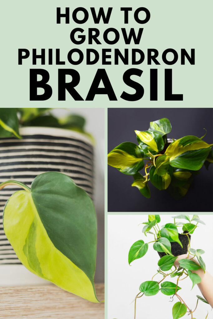 philodendron-brazil-care