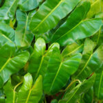 philodendron-burle-marx-featured