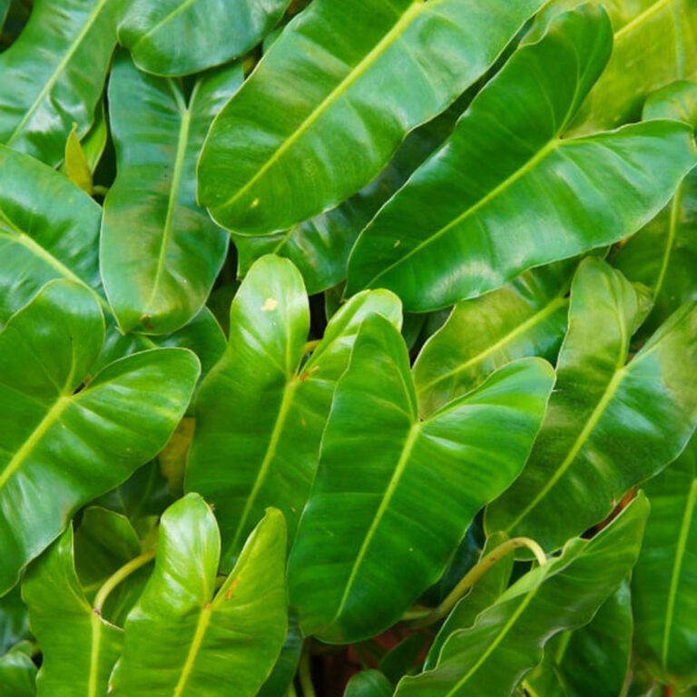 13 Glorious, Easy to Grow Philodendrons for Your Collection