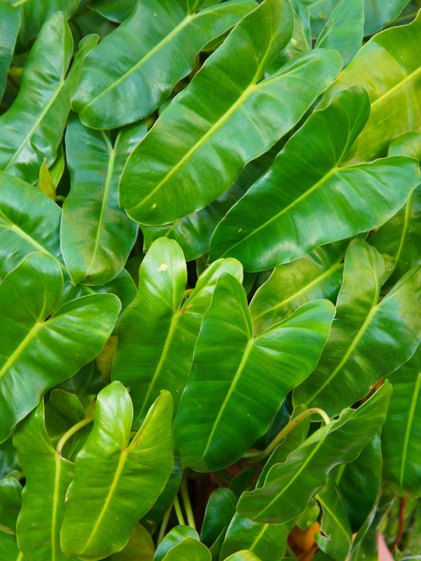 philodendron-burle-marx