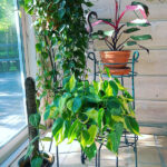13 Glorious, Easy to Grow Philodendrons for Your Collection philodendron-melanocrysum