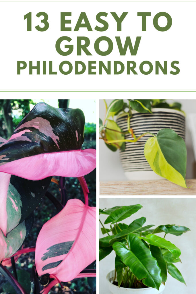 easy-to-grow-philodendron
