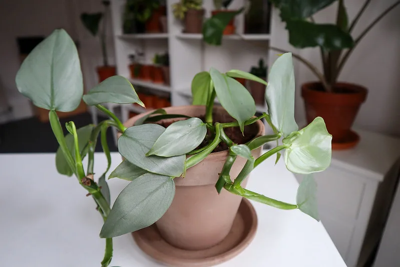 philodendron-silver-sword