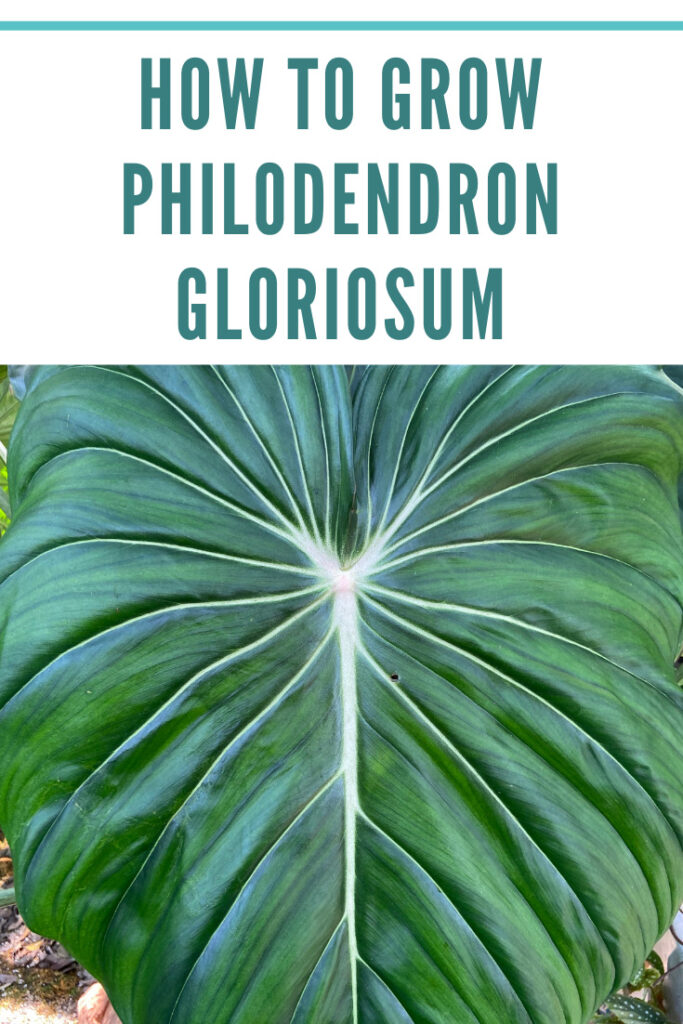 philodendron-gloriosum