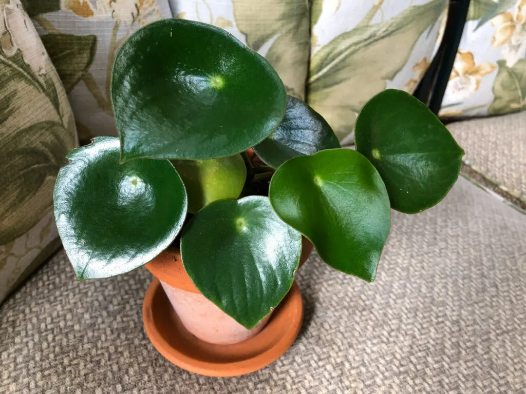 raindrop-peperomia-easy-peperomia