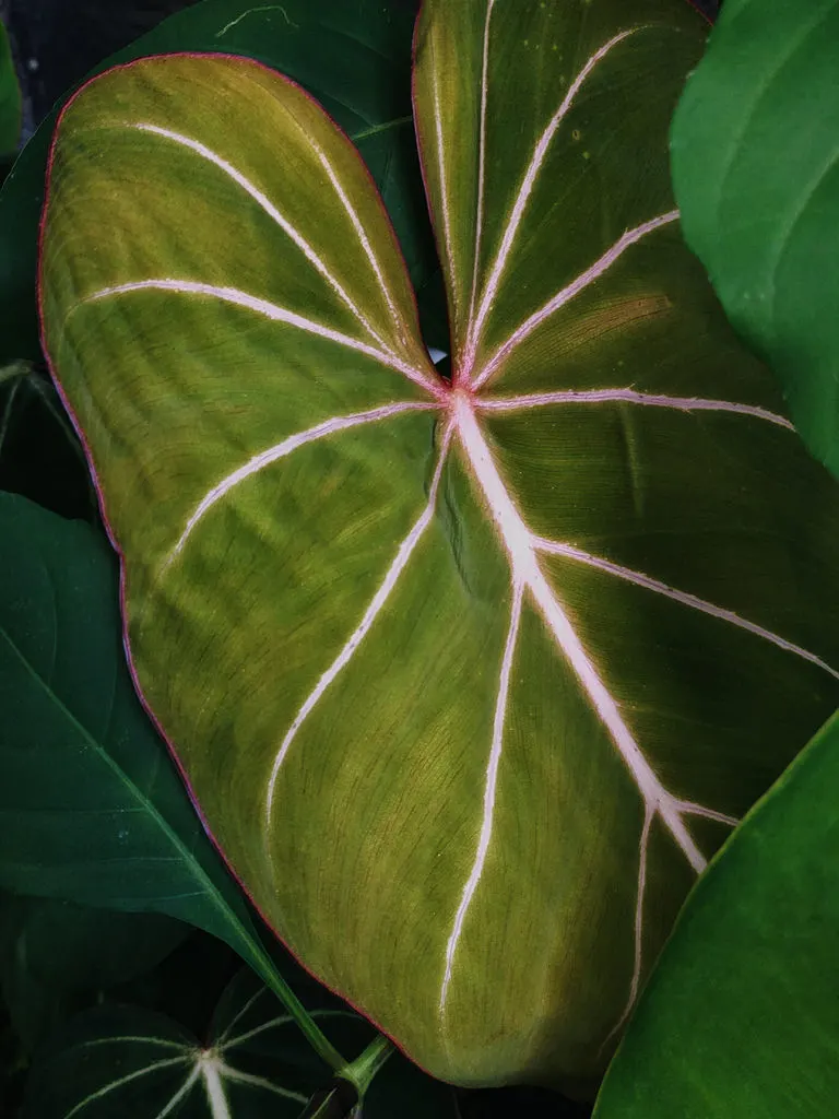 Philodendron-gloriosum