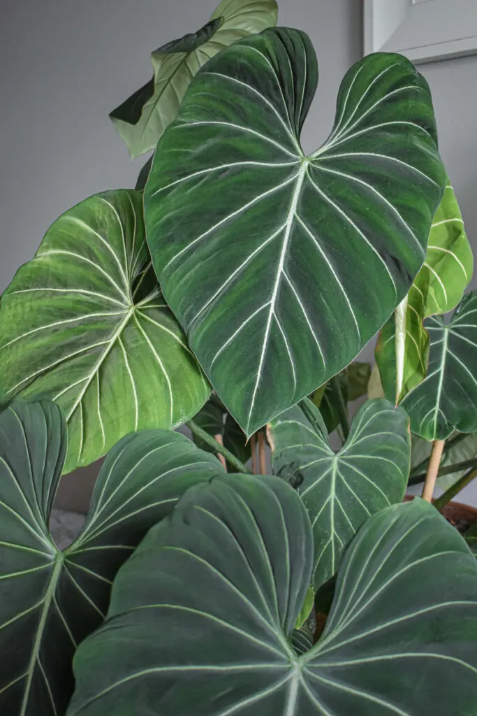 Philodendron-Gloriosum-Leaves