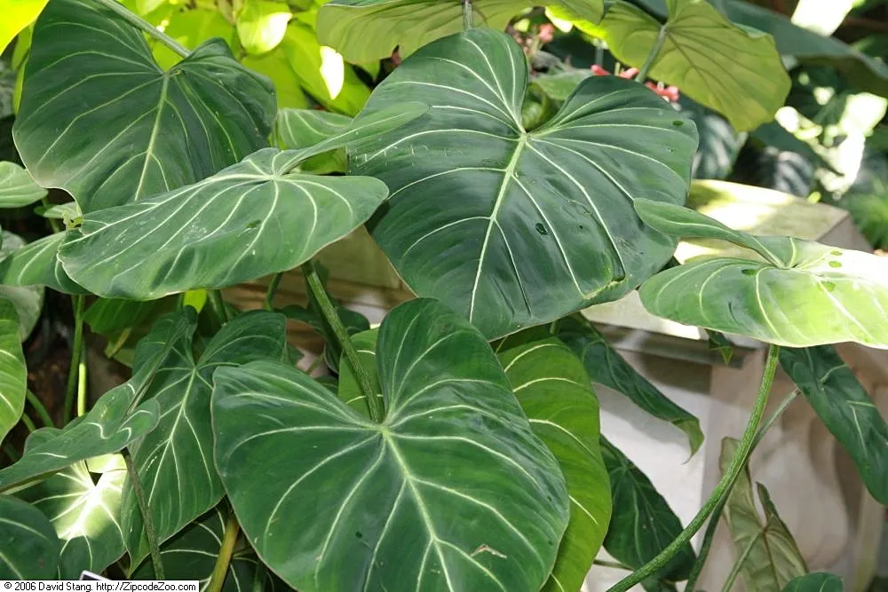 Philodendron_gloriosum