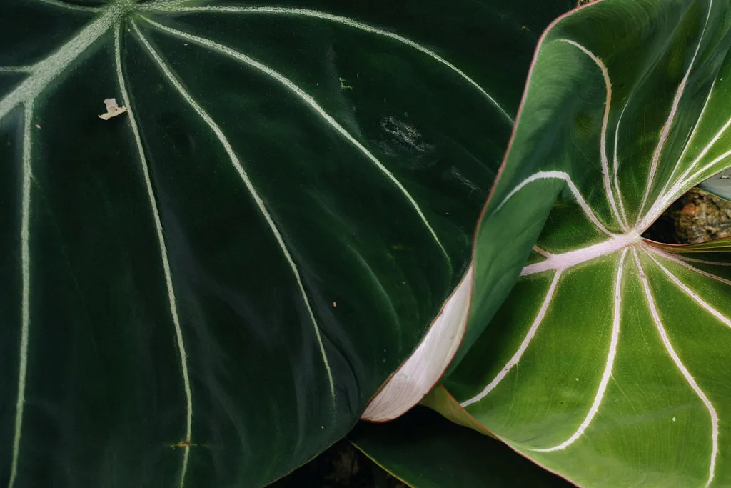 Philodendron-gloriosum-leaves