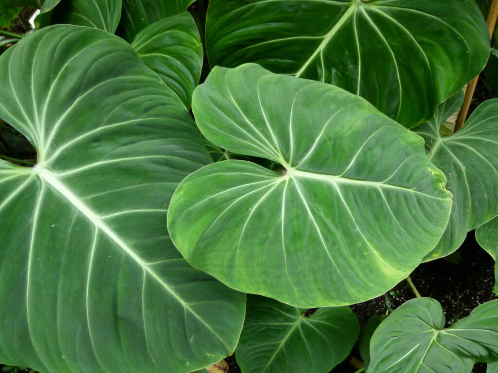 Philodendron-gloriosum