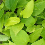 Epipremnum_aureum_Neon_featured