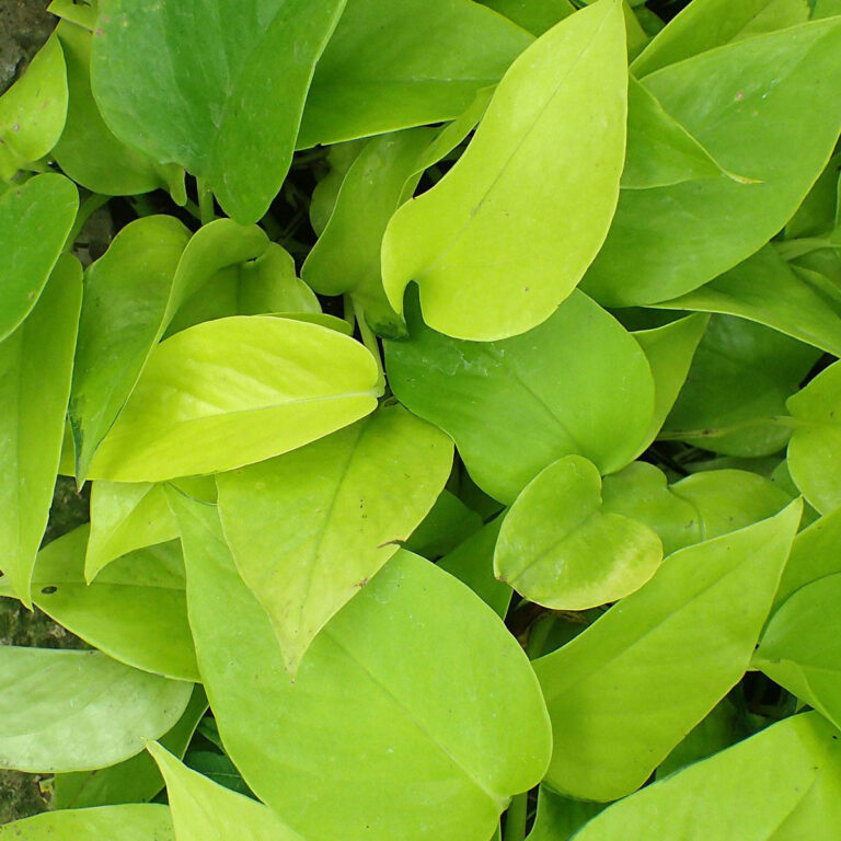 Neon Pothos Plant Care: All Questions Answered