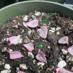 Butterfly Method for String of Hearts Propagation butterfly-variegated-string-of-hearts