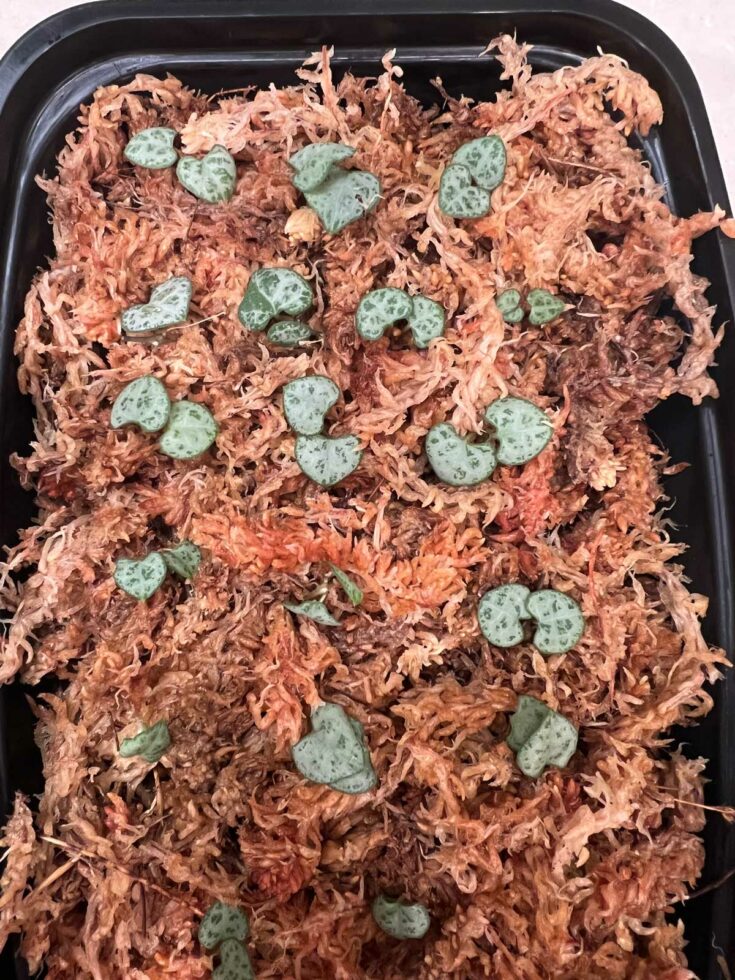 Butterfly Method for String of Hearts Propagation