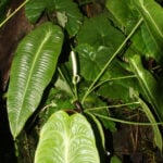 featured-Anthurium_veitchii