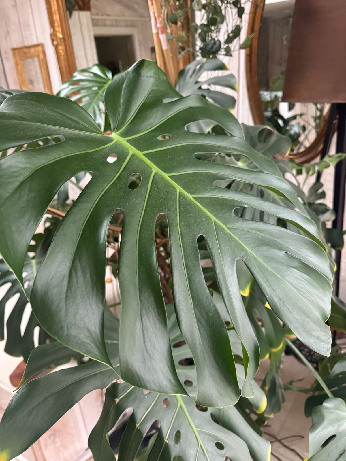 how-to-get-monstera-to-fruit-indoors