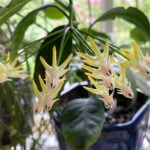Hoya Multiflora: 7 Care Tips for the Shooting Star Hoya hoya-multiflora-care