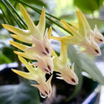 hoya-multiflora-featured