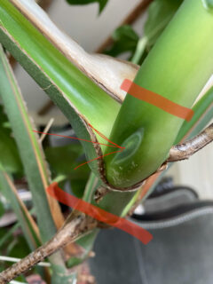 Monstera Aerial Roots: 7 Common Questions Answered