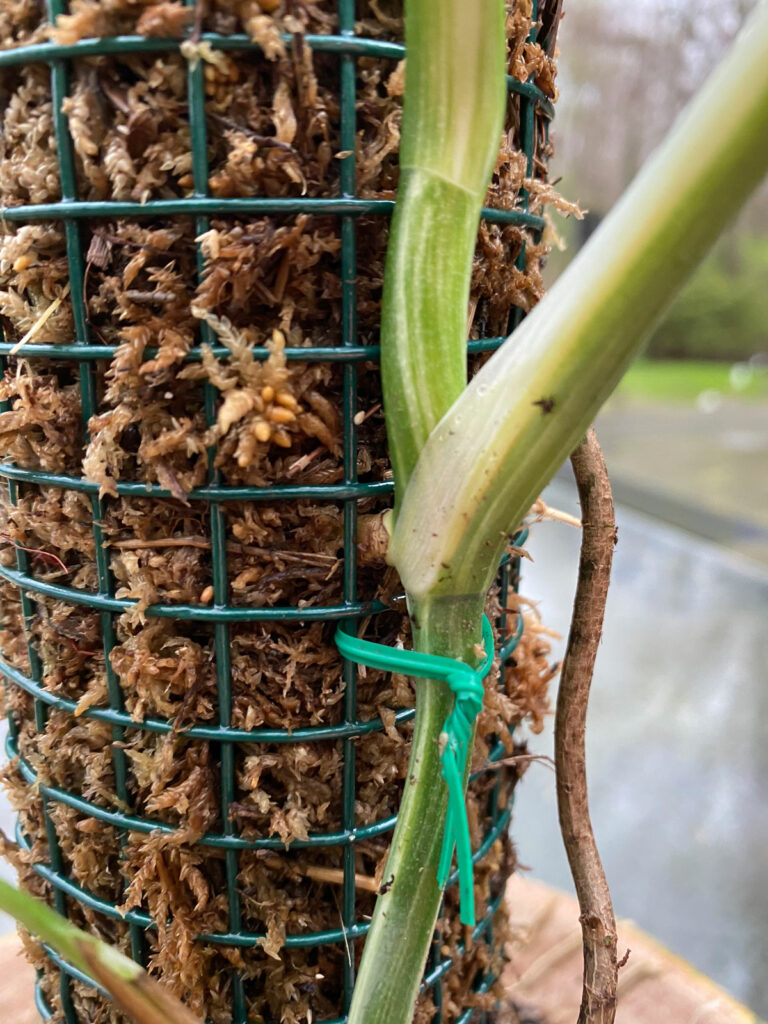 monstera-aerial-roots-moss-pole