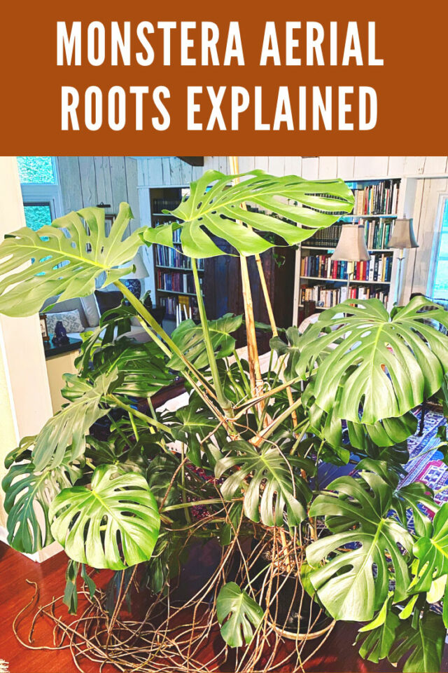 Monstera Aerial Roots 7 Common Questions Answered