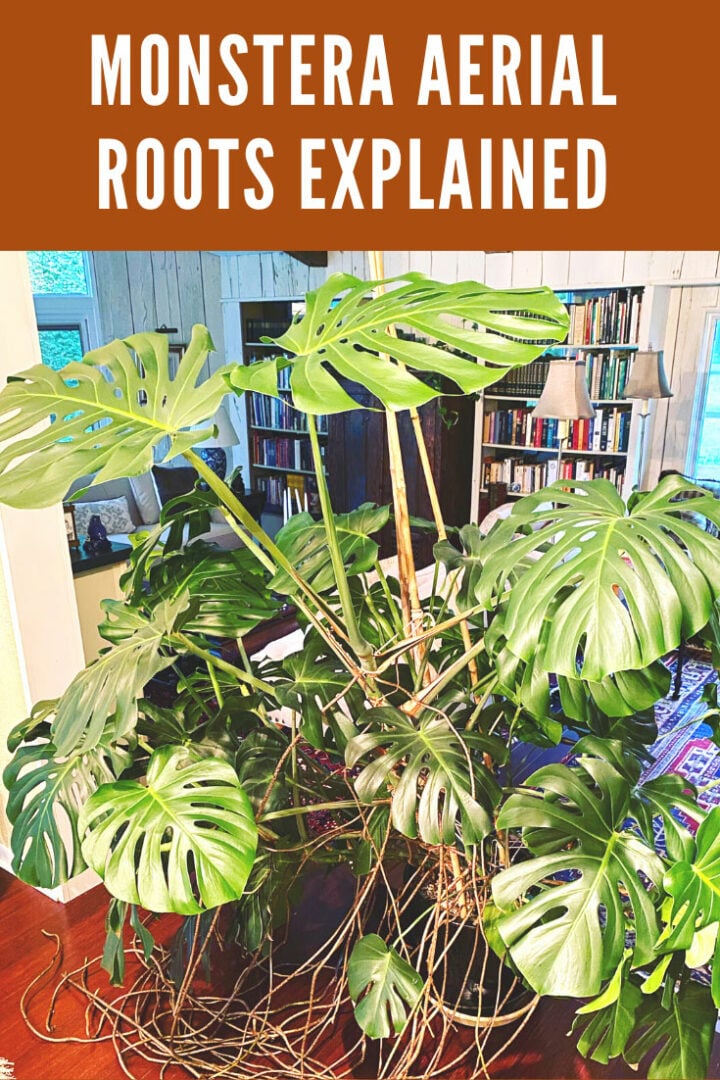 Monstera Aerial Roots 7 Common Questions Answered