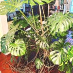 monstera-aerial-roots-featured