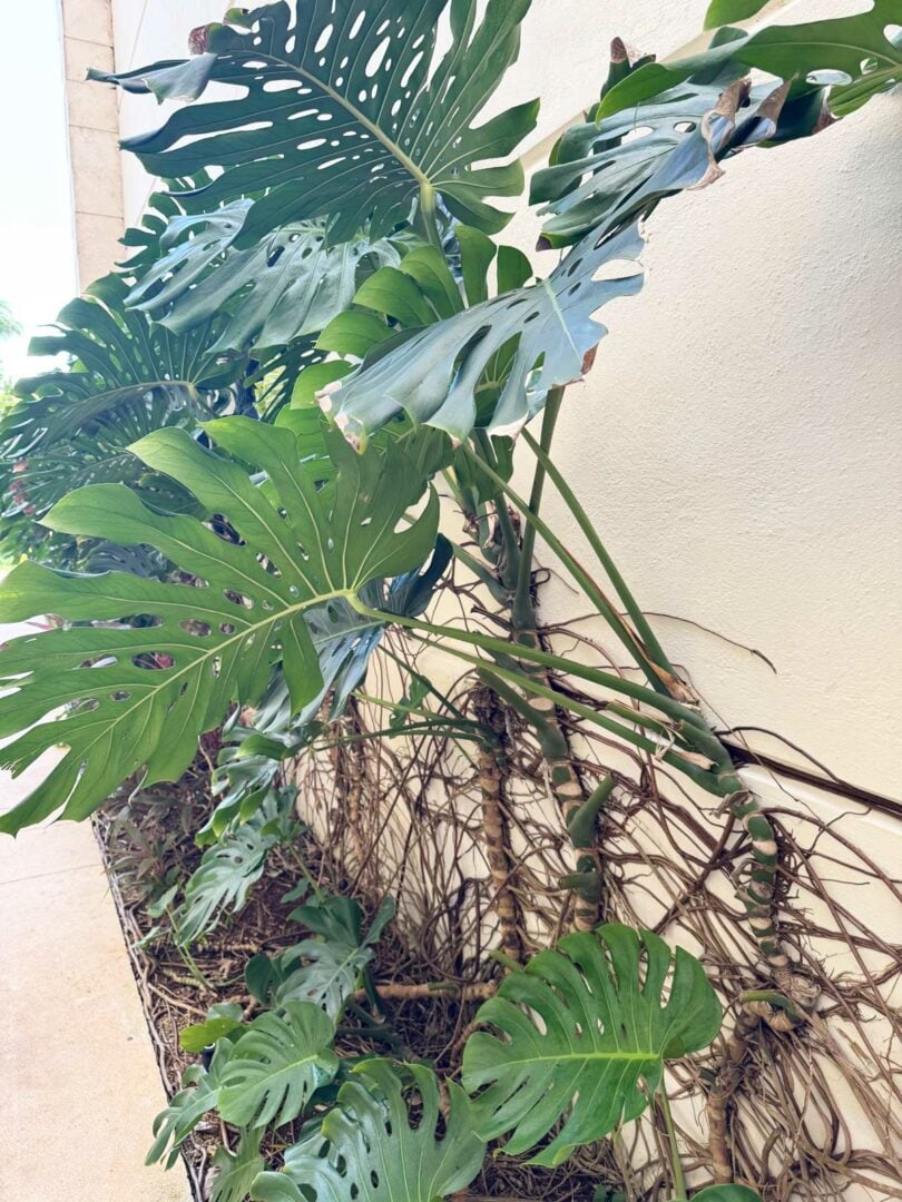 Monstera Aerial Roots: 7 Common Questions Answered