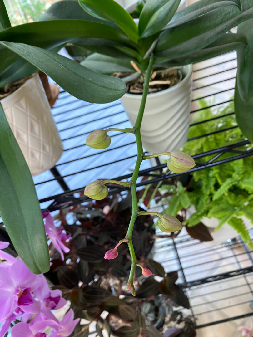 Orchid Bud Blast 5 Top Causes for Drying/Dying Flower Buds