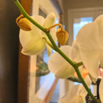 Orchid Bud Blast: 5 Top Causes for Drying/Dying Flower Buds orchid-bud-drying-up