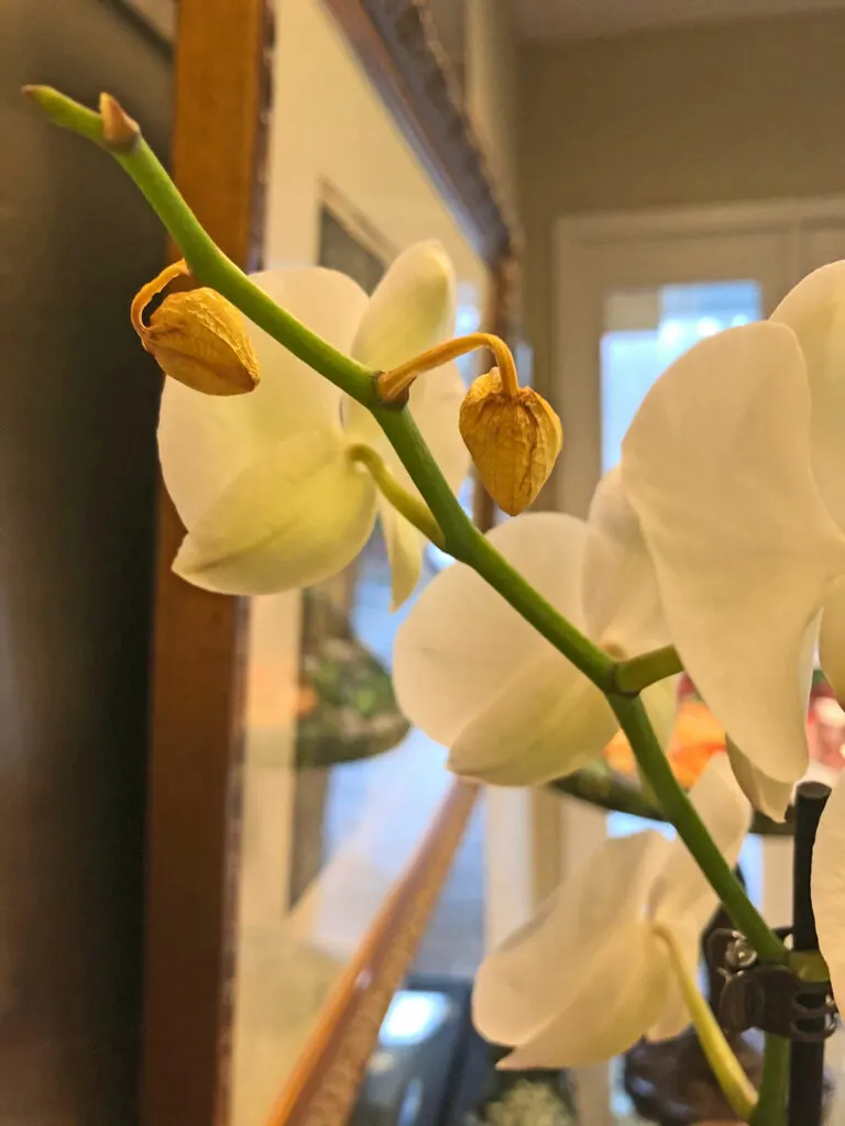 Brotes de orquídea secándose