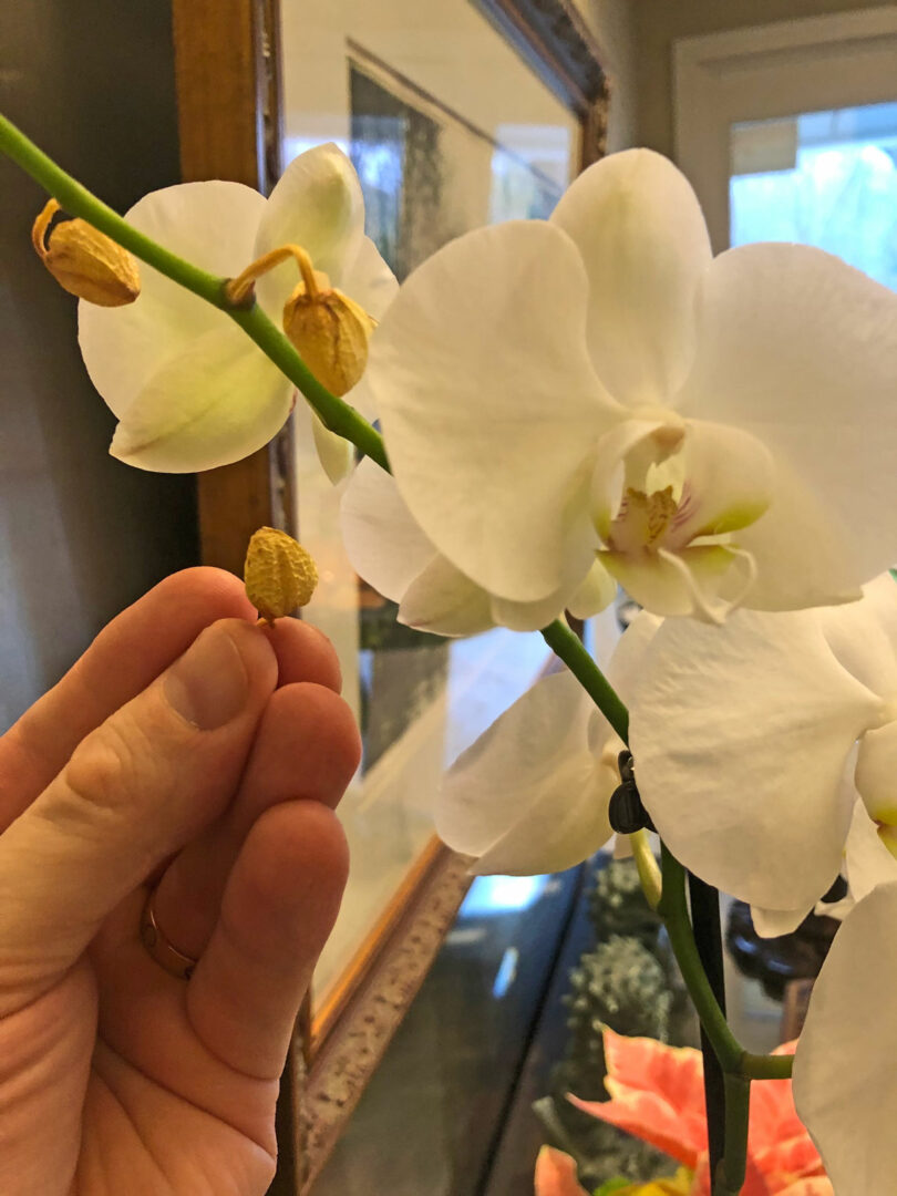 Orchid Bud Blast 5 Top Causes for Drying/Dying Flower Buds