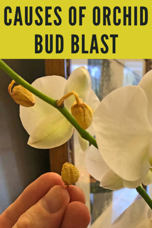 Orchid Bud Blast 5 Top Causes for Drying/Dying Flower Buds