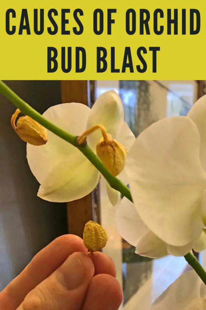 Orchid Bud Blast: 5 Top Causes for Drying/Dying Flower Buds