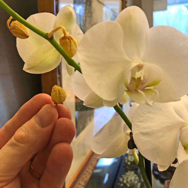 Orchid Bud Blast:  5 Top Causes for Drying/Dying Flower Buds